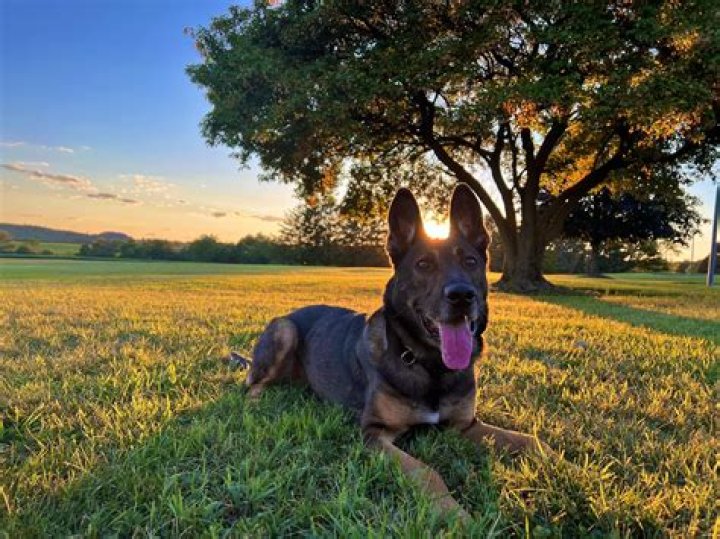 K9 Arlo ·