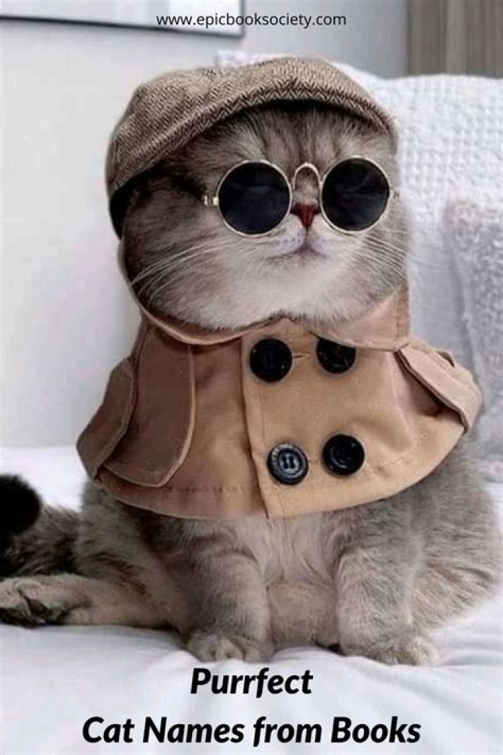 The Ultimate Guide To Taylor Swift's Purr-fect Cat Names
