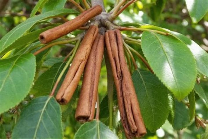 Unveiling The Wonders Of Ceylon Cinnamon: Exploring Rasa Dicpetris