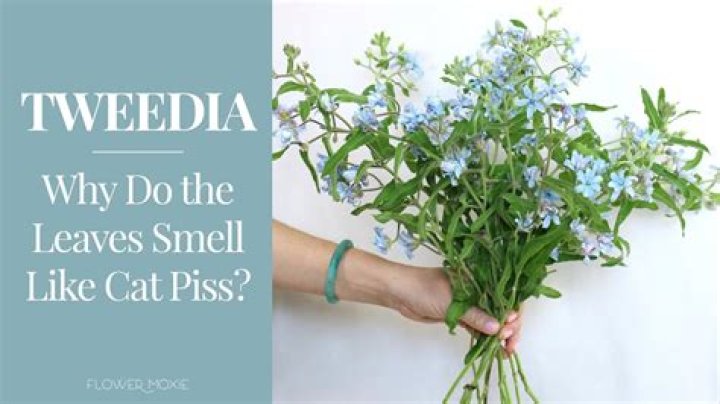 Why do lilies smell like pee?